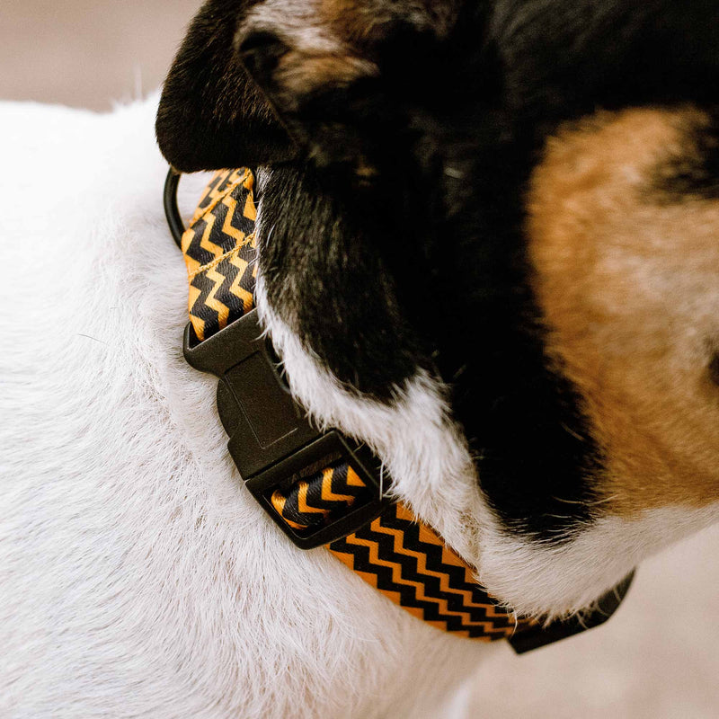 Dogs Collar Adjustable for Small & Medium Pets ‘CHARLIE’