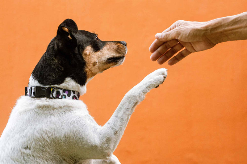 Verstellbares Hundehalsband für Kleine und Mittelgroße Hunde 'Animal Print'