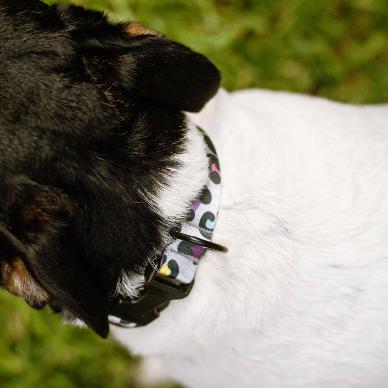Verstellbares Hundehalsband für Kleine und Mittelgroße Hunde 'Animal Print'