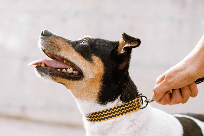 Dog Collar Personalised with Name, Adjustable for Small & Medium Pets